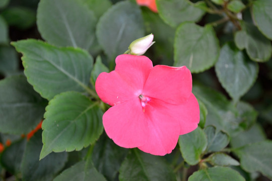 长春花