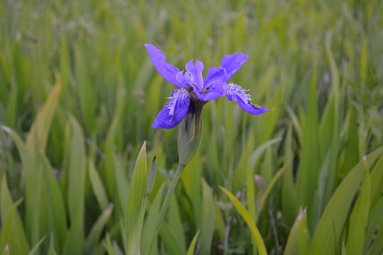 鸢尾花