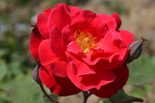 月季花