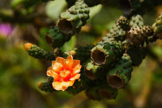 仙人掌花