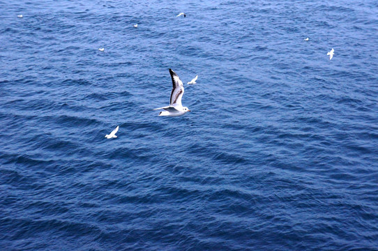 大海上飞翔的海鸥