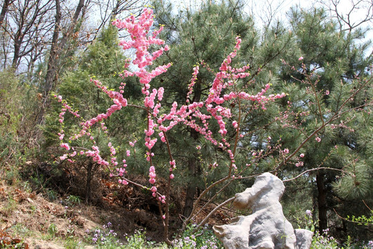 桃花