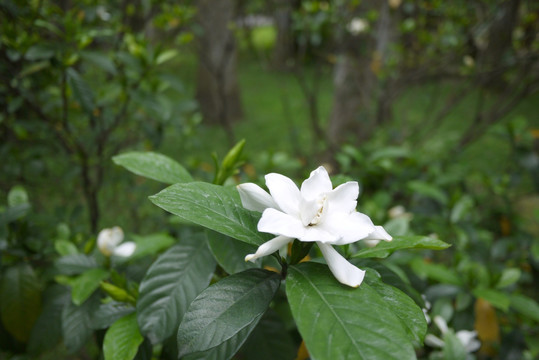 栀子花