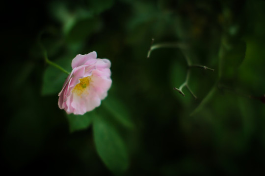 蔷薇花