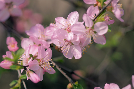 樱花