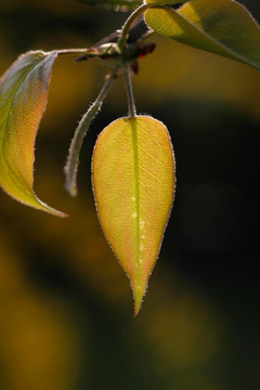 花蕊