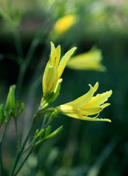 金针花