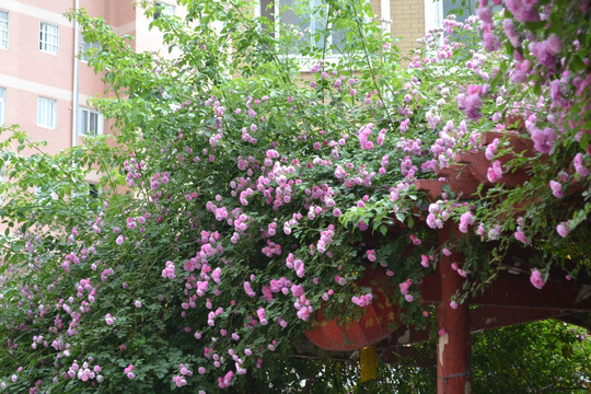 月季花