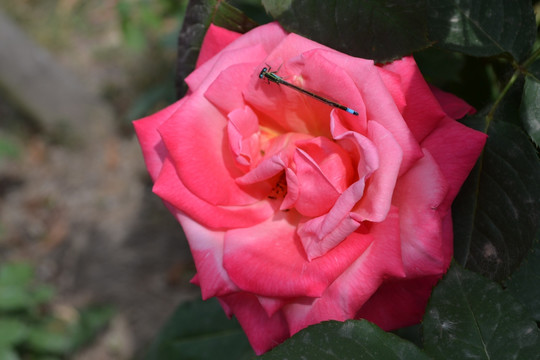 月季花