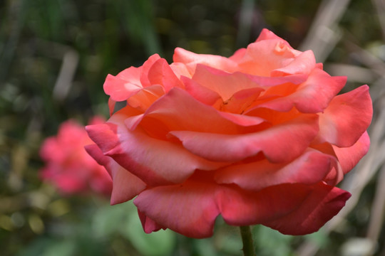 月季花