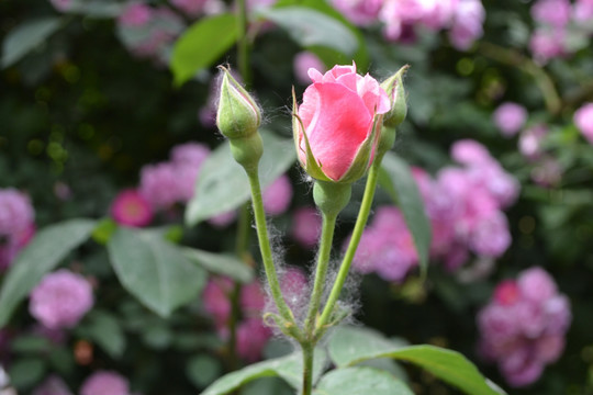 月季花