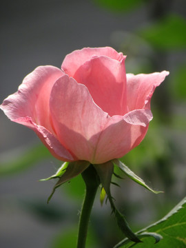 玫瑰花