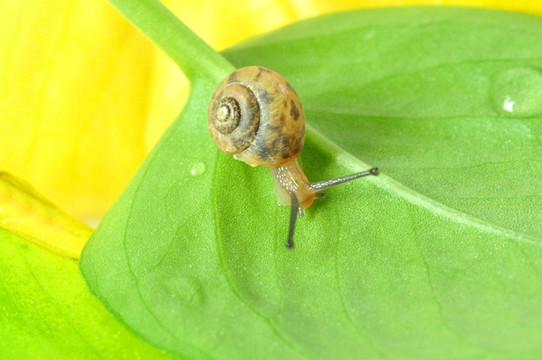 蜗牛绿叶