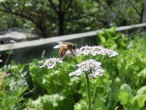 香菜