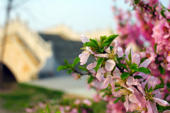 拱桥与鲜花