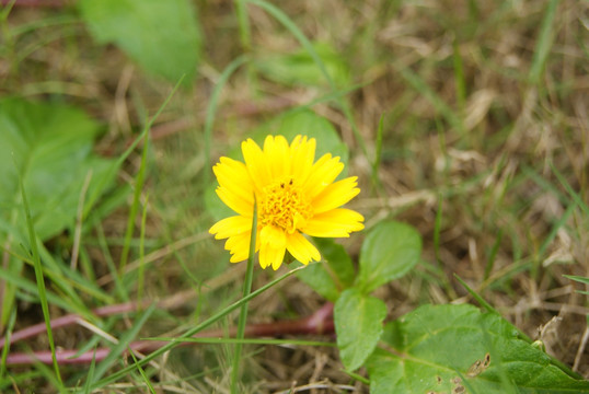 野菊花