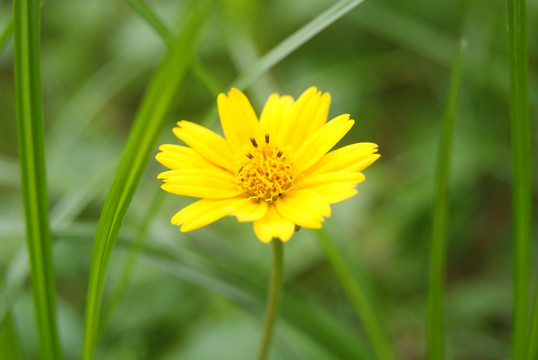 野菊花