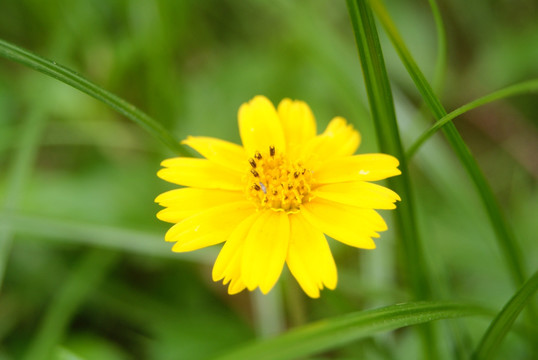 野菊花