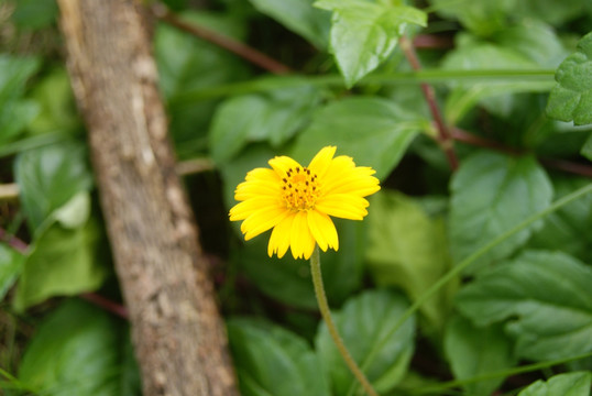 野菊花