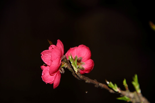 桃花