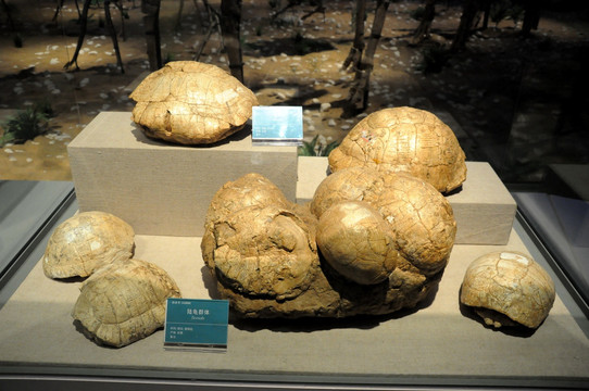 陆龟化石