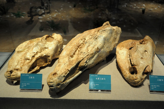 古生物头部化石