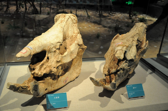 古生物头部化石