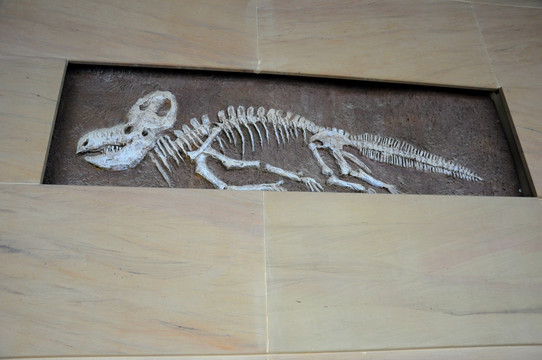 古生物化石