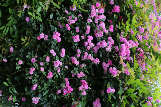 蔷薇花