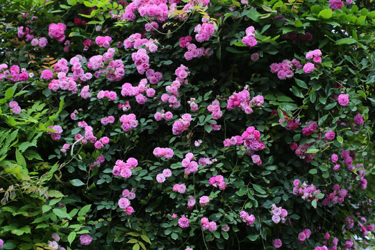蔷薇花