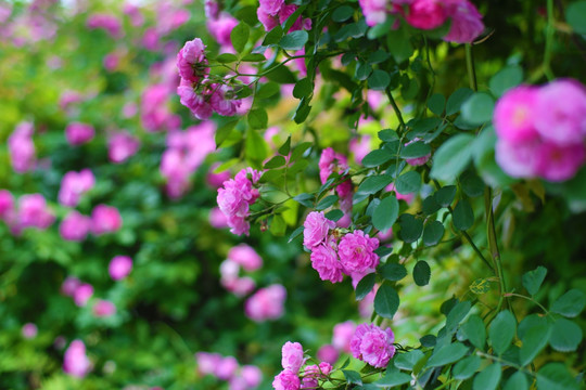 蔷薇花