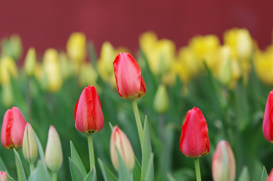 郁金香花丛