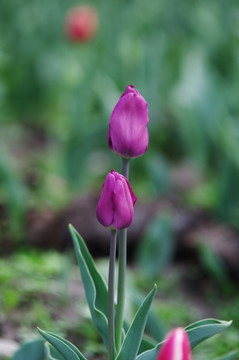 两朵依偎在一起的紫色郁金香
