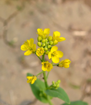 油菜花