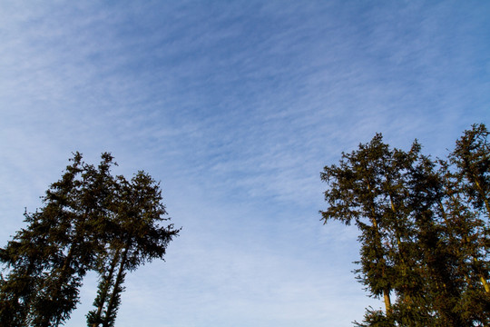 松林的天空