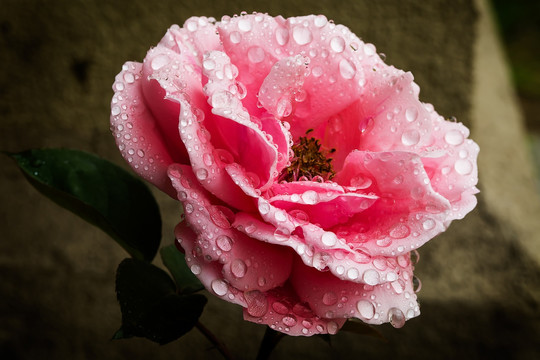 月季花