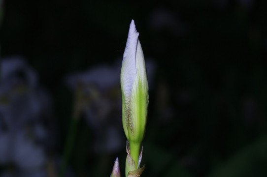 鸢尾花蕾