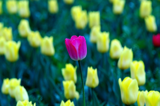 黄色花丛中的粉色郁金香