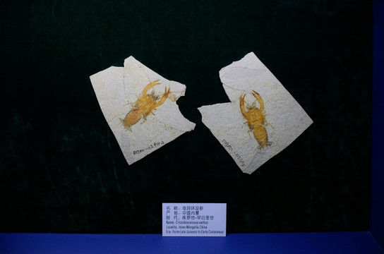 古生物化石  奇异环足虾
