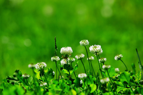 草地上的白色小花