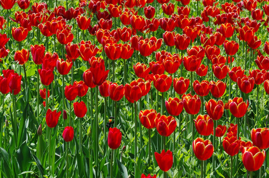 红色郁金香花丛