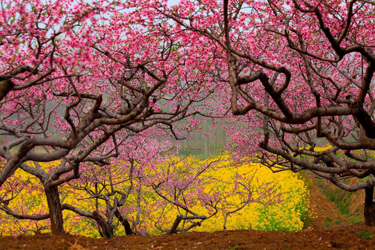 枣阳桃花