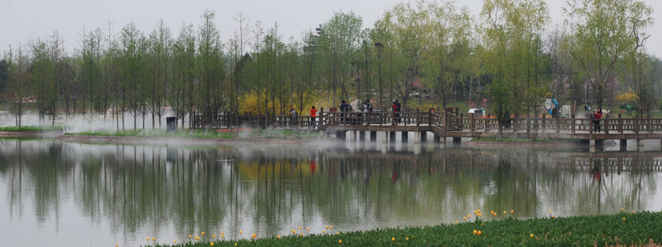 北京鲜花港  水杉树