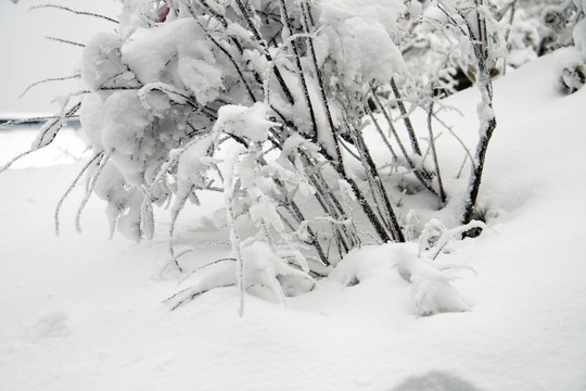 雪景