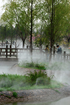 北京鲜花港  水杉树