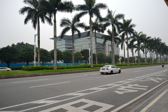 公路 路 交通 绿化 灯牌 椰