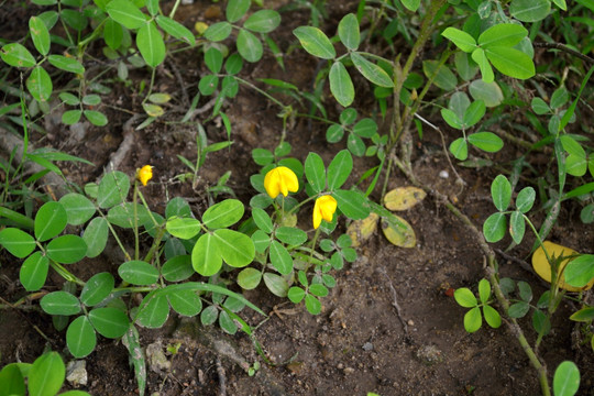 花 小黄花 落花生