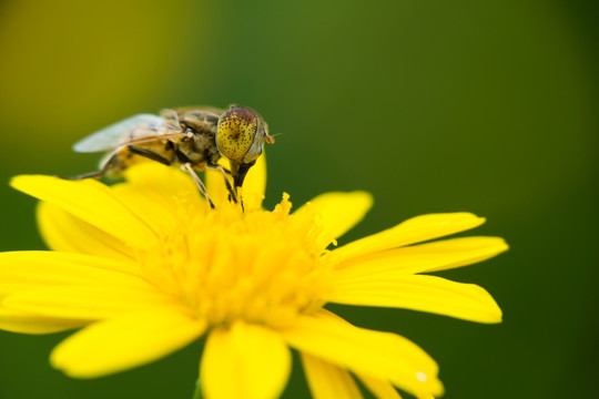 蜂蝇 花虻 食蚜蝇