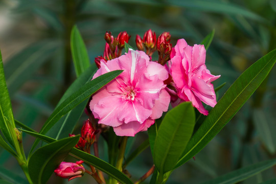 夹竹桃的花