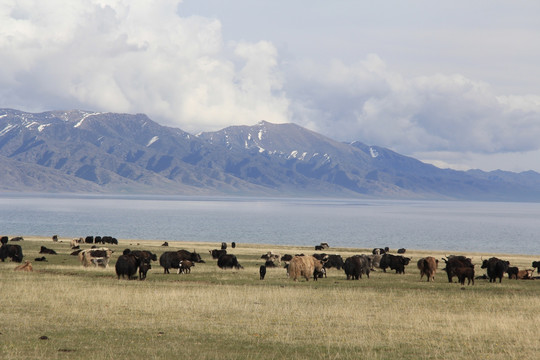 牦牛群在湖边